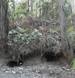 Active wombat burrows